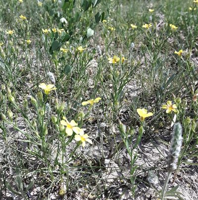 Linum compactum, photographed by Peter L Achuff