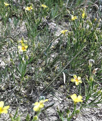 Linum compactum, photographed by Peter L Achuff