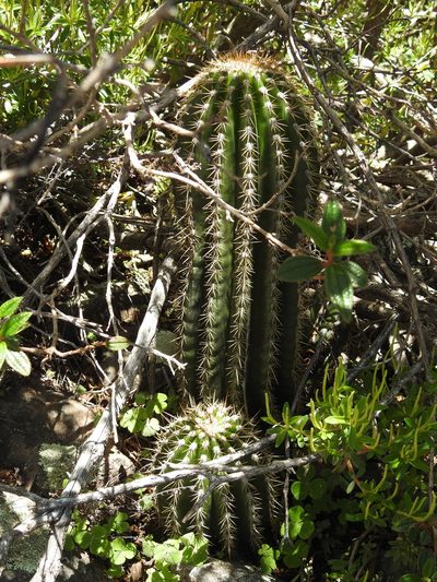 Soehrensia schickendantzii, photographed by Naturalist Tours