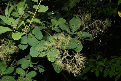 Cotinus obovatus, photographed by Brian Finzel