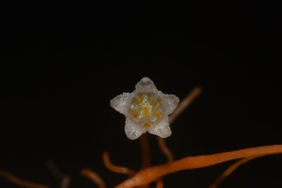 Cuscuta indecora, photographed by Brian Finzel