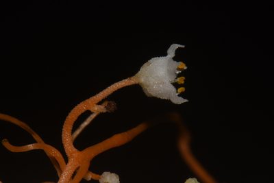 Cuscuta indecora, photographed by Brian Finzel