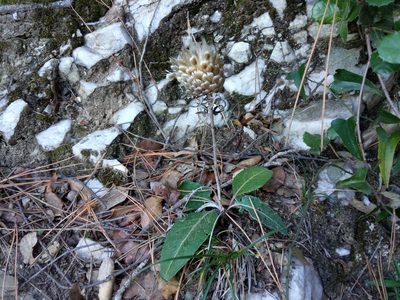 Leuzea conifera, photographed by Josep Gesti