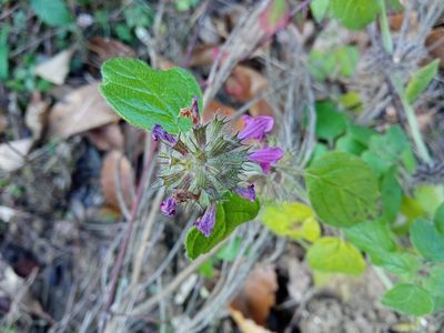 Clinopodium vulgare, photographed by Josep Gesti