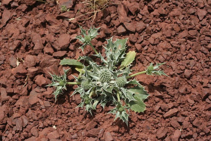 Eryngium ilicifolium, photographed by Oleg Kosterin