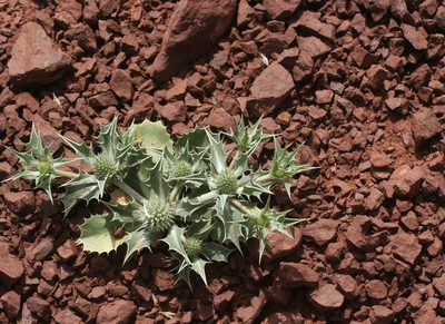 Eryngium ilicifolium, photographed by Oleg Kosterin