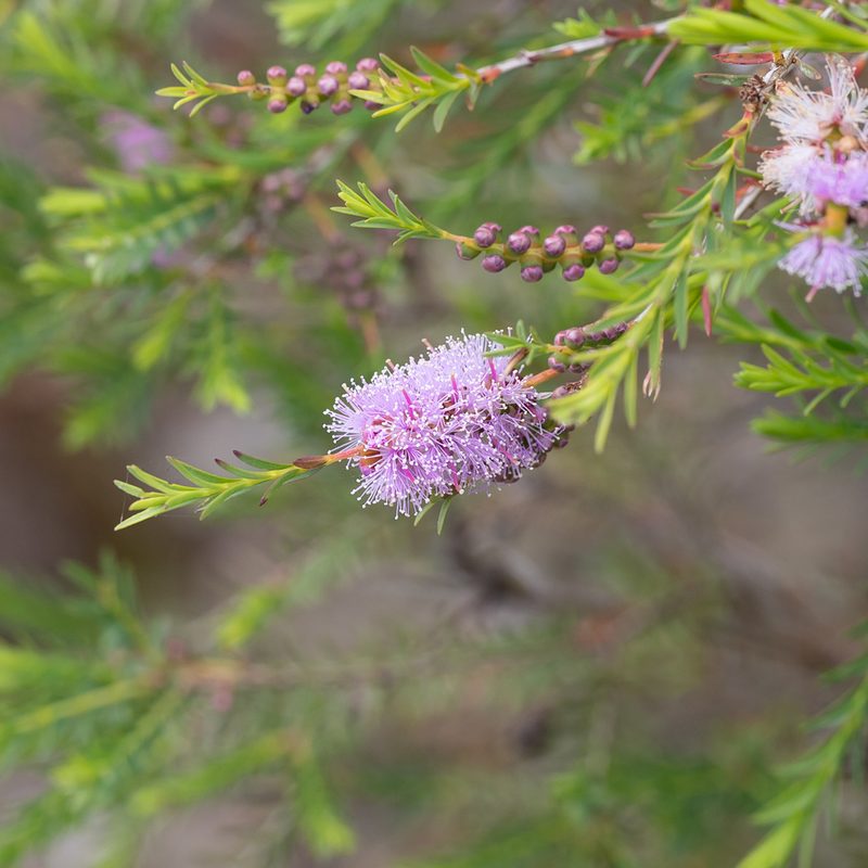 Melaleuca decussata, photographed by Kym Nicolson
