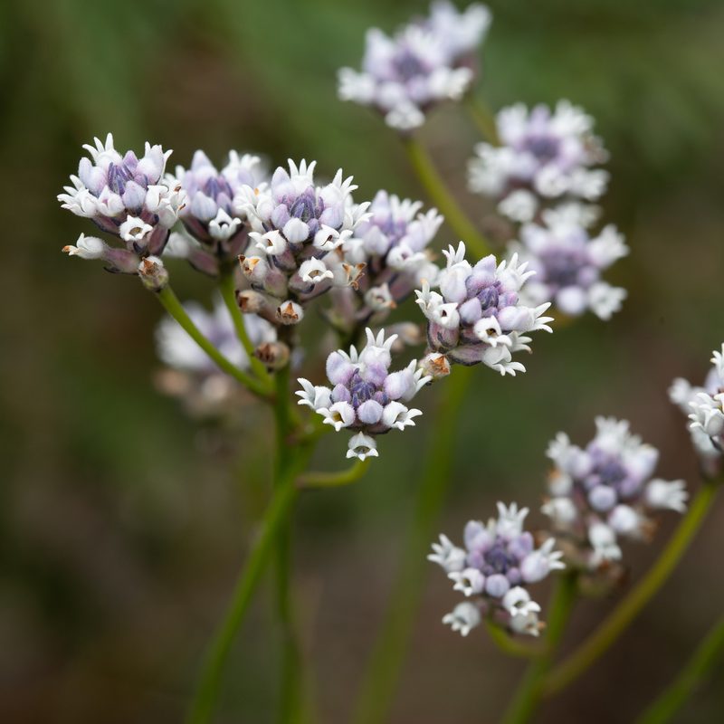 Conospermum patens, photographed by Kym Nicolson