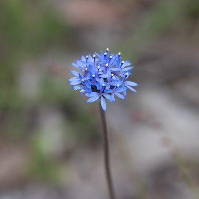 Brunonia australis, photographed by Kym Nicolson