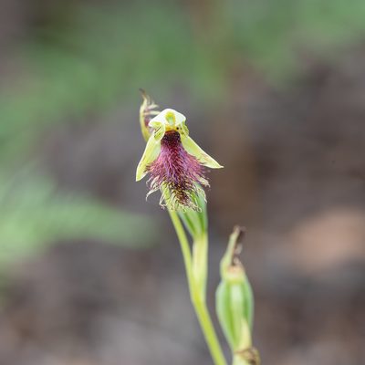 Calochilus robertsonii, photographed by Kym Nicolson