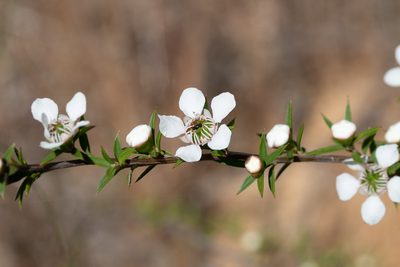 Leptospermum continentale, photographed by Kym Nicolson