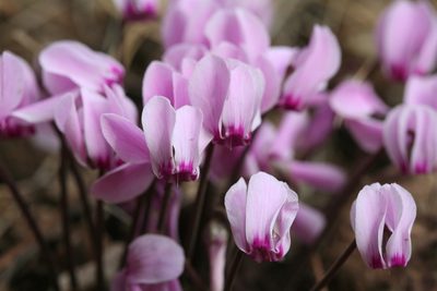 Cyclamen maritimum, photographed by Edmundas Greimas