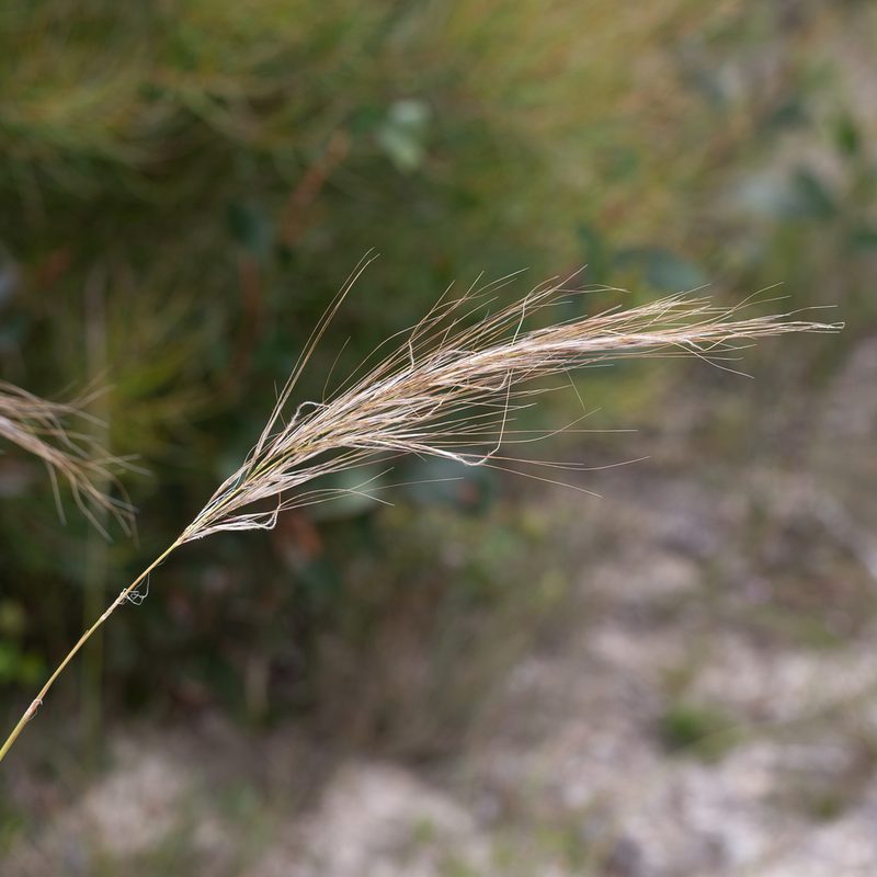 Austrostipa mollis, photographed by Kym Nicolson