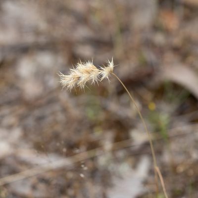 Rytidosperma geniculatum, photographed by Kym Nicolson