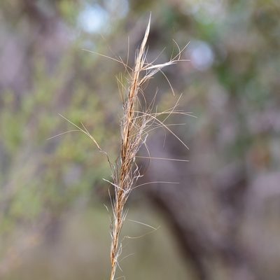 Austrostipa mollis, photographed by Kym Nicolson