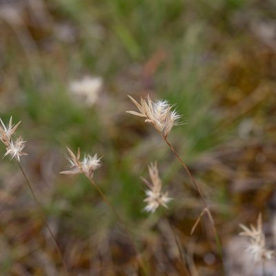 Rytidosperma geniculatum, photographed by Kym Nicolson