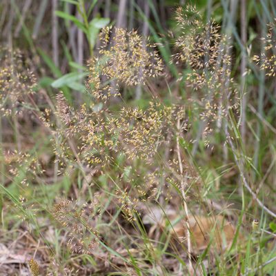 Pentameris pallida, photographed by Kym Nicolson