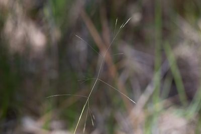 Lachnagrostis filiformis, photographed by Kym Nicolson