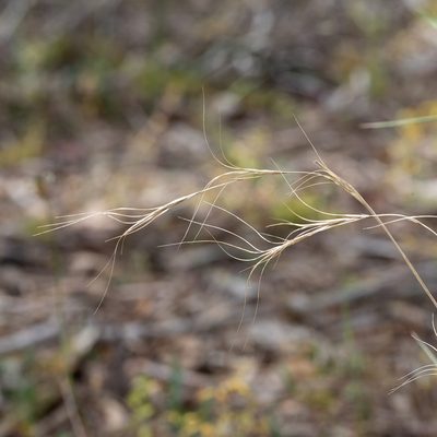 Anthosachne scabra, photographed by Kym Nicolson