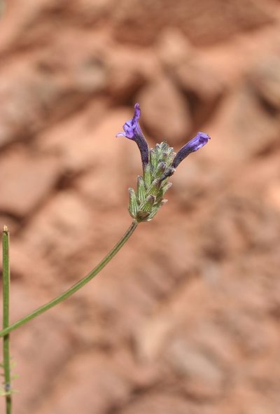 Lavandula maroccana, photographed by Oleg Kosterin