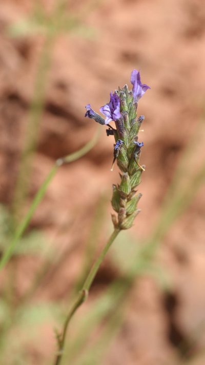 Lavandula maroccana, photographed by Oleg Kosterin