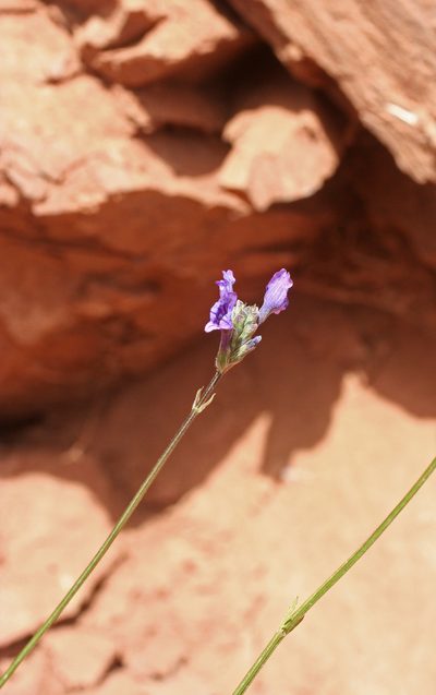 Lavandula maroccana, photographed by Oleg Kosterin
