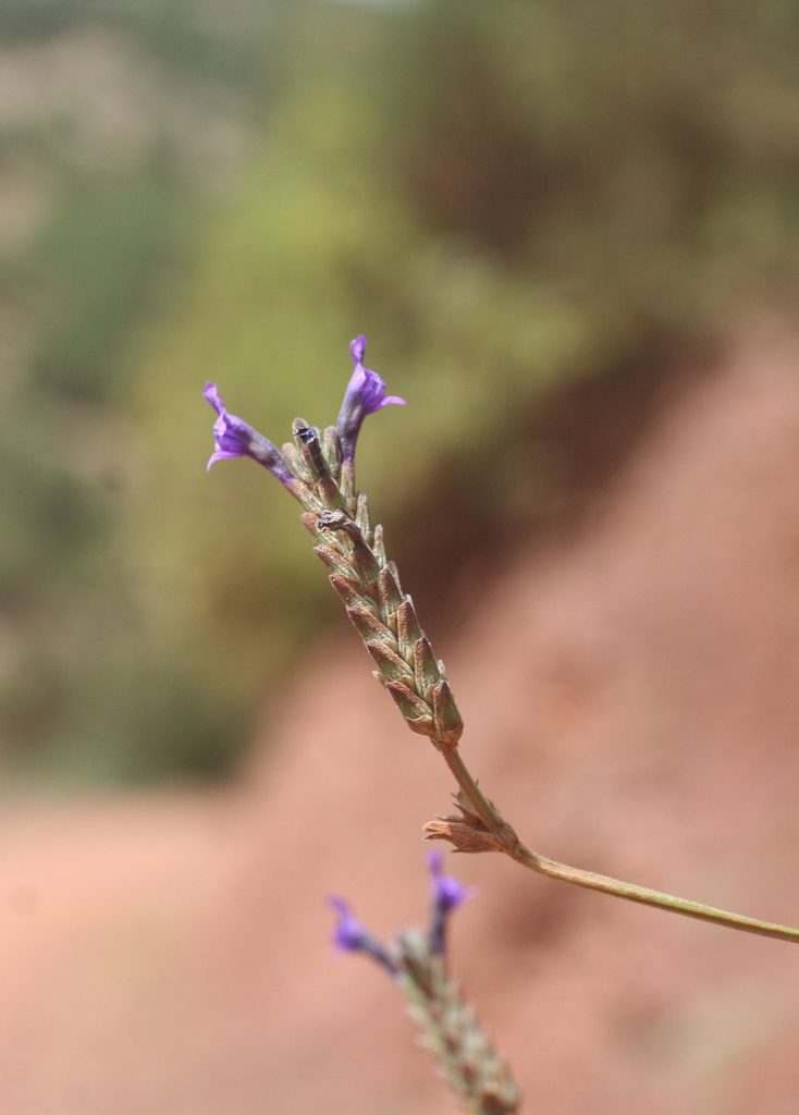Lavandula maroccana, photographed by Oleg Kosterin