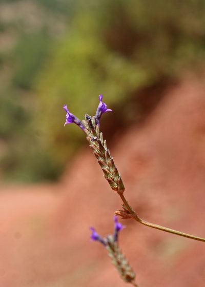 Lavandula maroccana, photographed by Oleg Kosterin