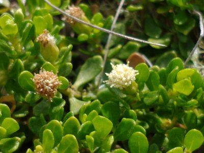 Baccharis patagonica, photographed by Tabaré Barreto