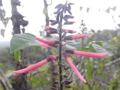 Erythrina standleyana, photographed by Sebastián de Jesús Herrera Buenfil