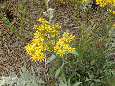 Packera fendleri, photographed by Lori Schuster