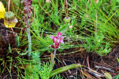 Lachenalia salteri, photographed by magriet b