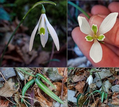 Galanthus reginae-olgae, photographed by Golfopolikayak