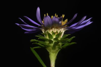 Eurybia paludosa, photographed by Brian Finzel
