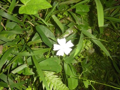 Thunbergia fragrans, photographed by Michael Bakker Paiva