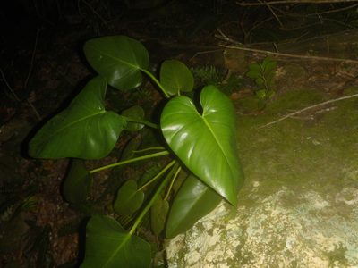 Philodendron giganteum, photographed by Michael Bakker Paiva