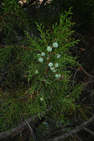 Juniperus jaliscana, photographed by Dante S. Figueroa