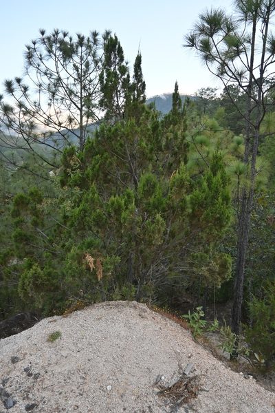 Juniperus jaliscana, photographed by Dante S. Figueroa