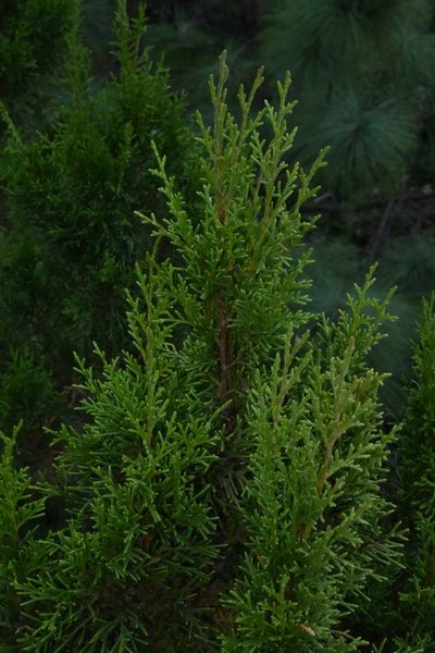 Juniperus jaliscana, photographed by Dante S. Figueroa