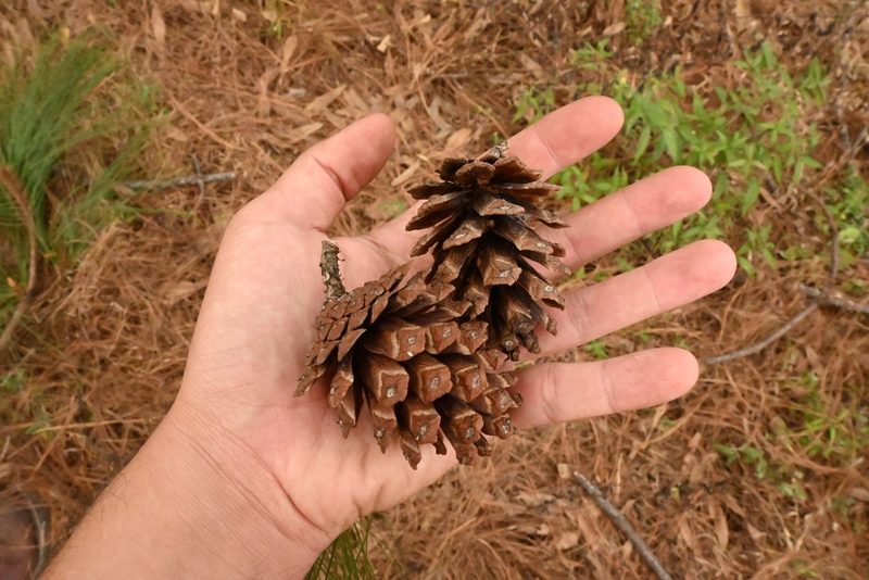 Pinus maximinoi, photographed by Dante S. Figueroa