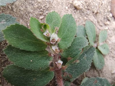 Euphorbia dioeca, photographed by Abraham Sánchez Romero
