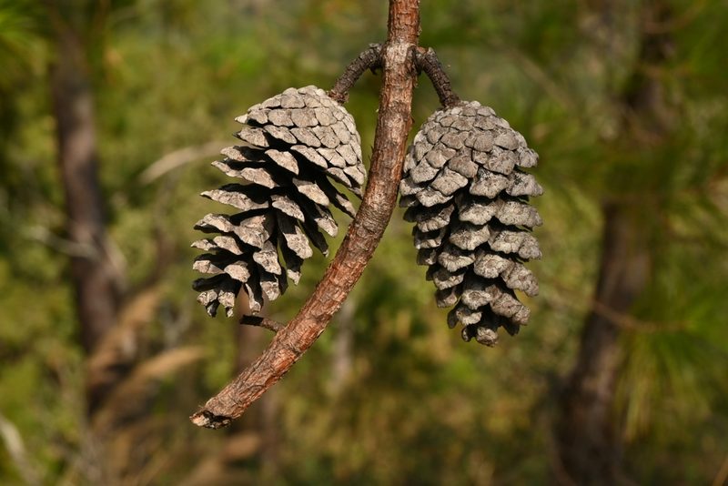 Pinus jaliscana, photographed by Dante S. Figueroa