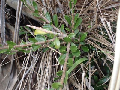 Melicytus crassifolius, photographed by Lisa Bennett