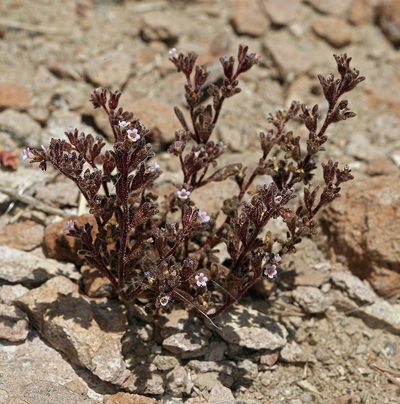 Phacelia saxicola, photographed by Steve Matson
