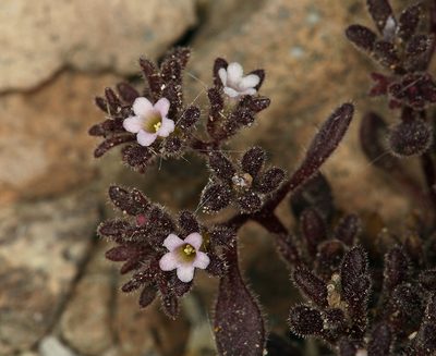 Phacelia saxicola, photographed by Steve Matson