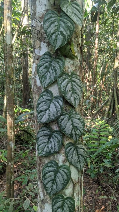 Philodendron brandtianum, photographed by Martha Lucia Ortiz-Moreno