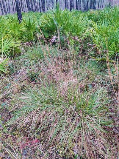 Sporobolus floridanus, photographed by Scott Allen Davis