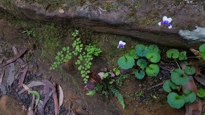 Viola banksii, photographed by Sofia Zvolanek