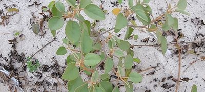 Croton punctatus, photographed by Tom Kennedy