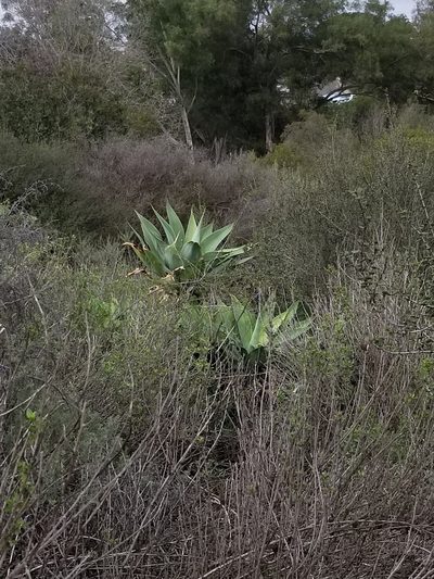 Agave attenuata, photographed by James C. Davis